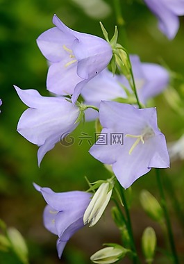 花,藍色,自然