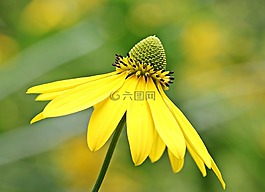 孫釀造,花,開花