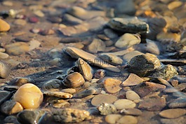 石頭,過獨身生活,水
