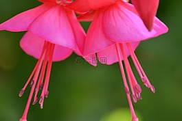 花,開花,紫紅色