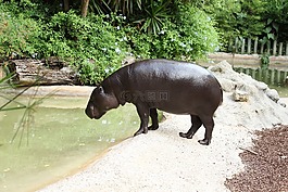 河馬,野生動物,大