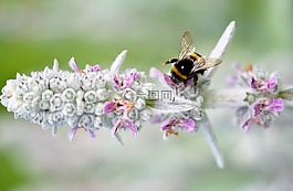 蜜蜂,動物,昆蟲
