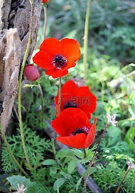 銀蓮花,花,紅色