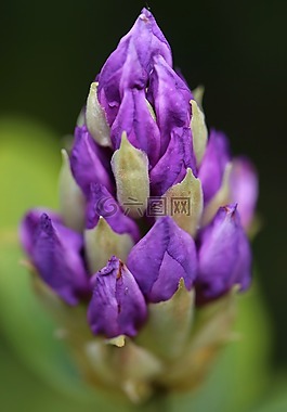 開花,花,性質(zhì)