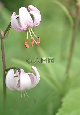 花,綠色,自然