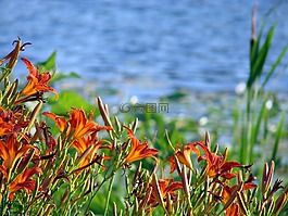美丽,自然,蓝色的湖