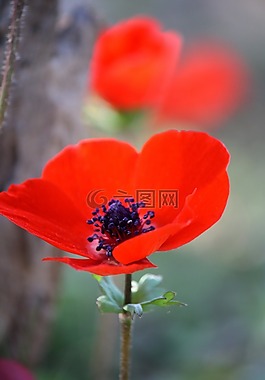 銀蓮花,花,紅色