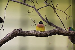 鳥(niǎo),分支,動(dòng)物園