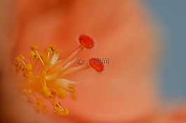 芙蓉,花,開花
