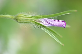 花,紫色,夏天