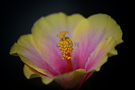 芙蓉,花,開花