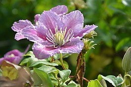 茉莉花,綠色的樹葉,大自然公園