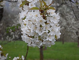 蘋果花,蘋果樹,蘋果樹開花