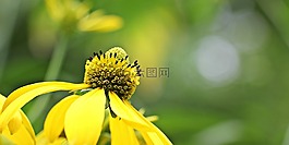 孫釀造,花,開花