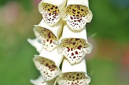 花,黃色,自然