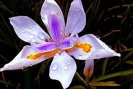 花,蘭花,鮮花
