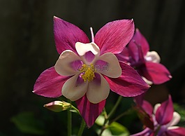 花,盛開,開花