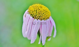 花,紫色,夏天