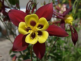 花,鮮花,春天