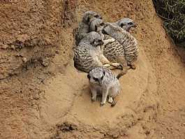 猫鼬,suricate,动物学