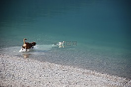 拳擊手,狗,湖