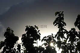 阳光透过树,树,黑暗