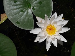 蓮花,花,廠
