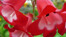 花,開花,紅色