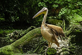 佩利坎,湖,動物園