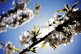 櫻花,鮮花,分支機(jī)構(gòu)