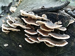 蘑菇,秋季,布朗