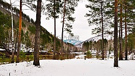 自然,雪,樹