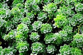 植被,植物,葉