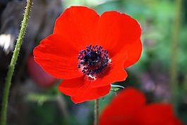 銀蓮花,花,紅色