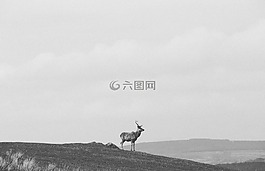鹿,動物,野生動物