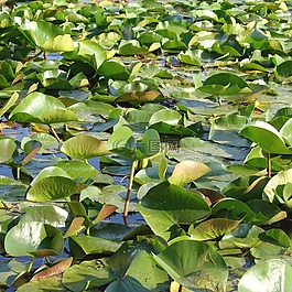 夏天,自然,百合墊