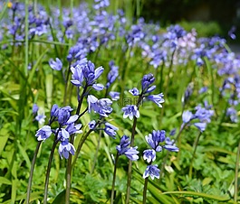 风信子,鲜花,春