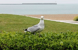 鳥,海,野生動(dòng)物