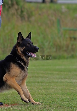 德国牧羊犬,狗,守纪