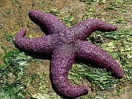 海星,海,海洋動物