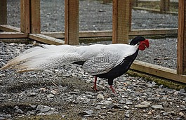 雞,農場,鳥