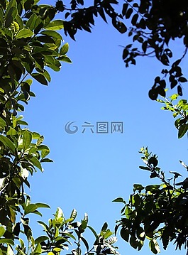 幀,自然,葉子