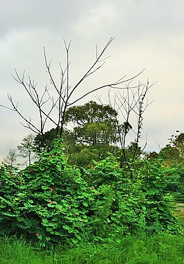 牵牛花,veld,草