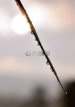 滴,露水,露珠