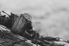 日志,樹,木
