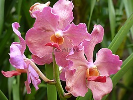 蘭花,粉紅色,開花