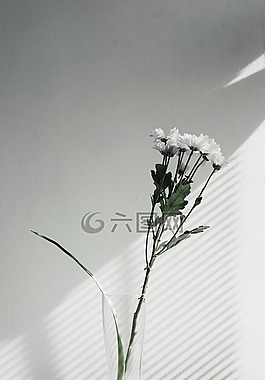 花,花瓶,顯示