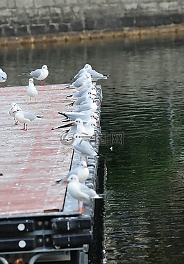 湖,海鷗,鳥