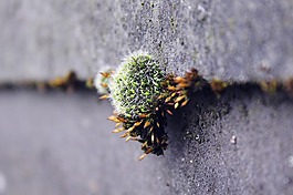 苔,墻,性質(zhì)