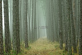木,性質(zhì),樹